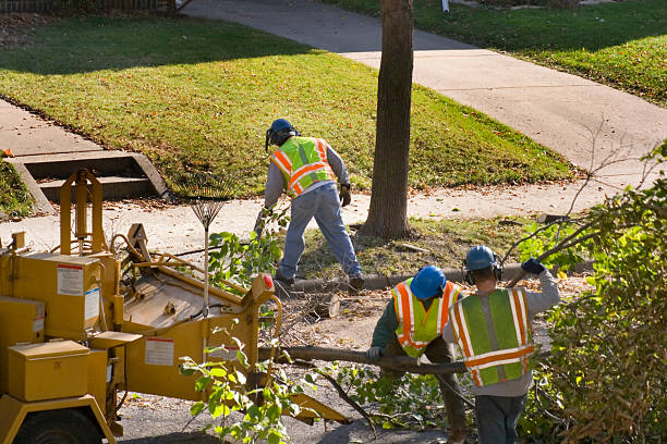 Lawn Renovation and Restoration in Carrizo Springs, TX